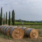 Le Rosse Di Montebuono Magione