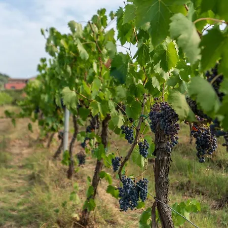 Le Rosse Di Montebuono * Magione